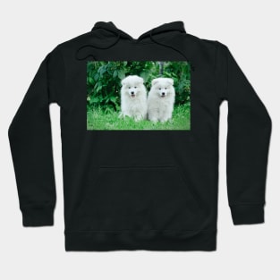 Samoyed puppies portrait Hoodie